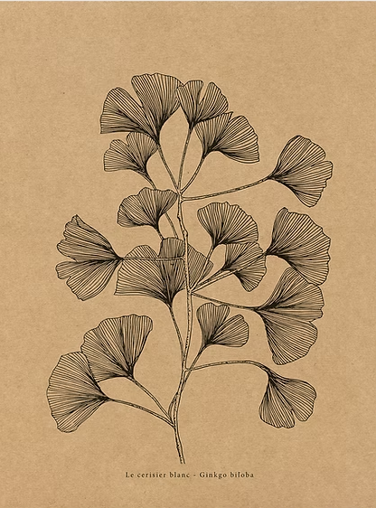 Affiche murale décorative kraft - Illustration exclusive "Ginkgo biloba"